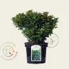 Ilex x meserveae 'Little Rascal'