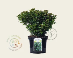Ilex x meserveae 'Little Rascal'