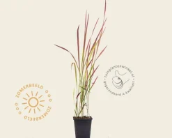 Imperata cylindrica 'Red Baron'