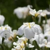 Iris ensata 'Apollo'