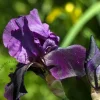 Iris germanica 'Black Knight'