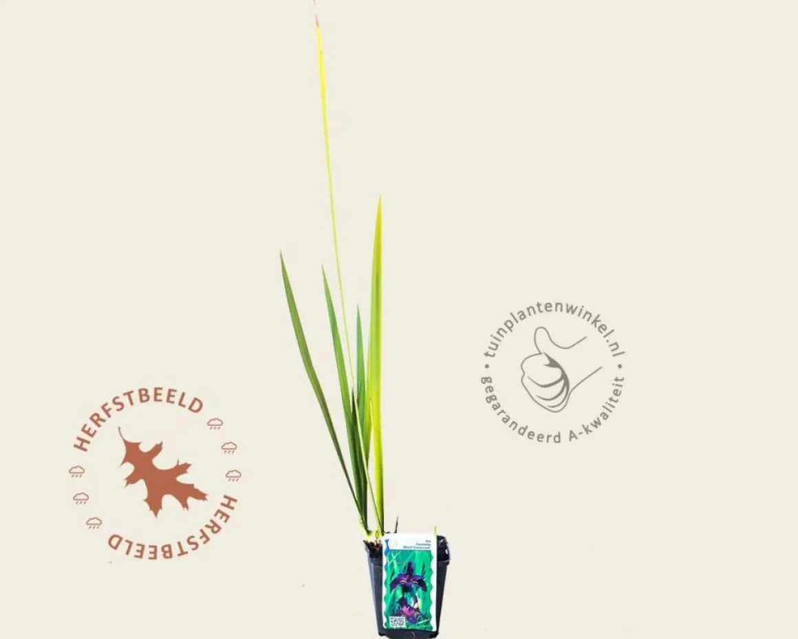 Iris louisiana 'Black Gamecock'