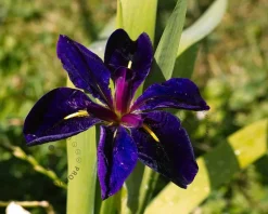 Iris louisiana 'Black Gamecock'