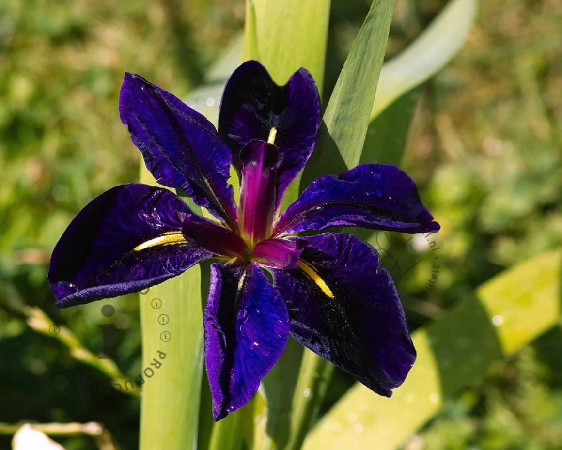 Iris louisiana 'Black Gamecock'