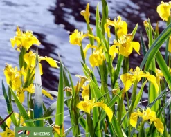 Iris pseudacorus
