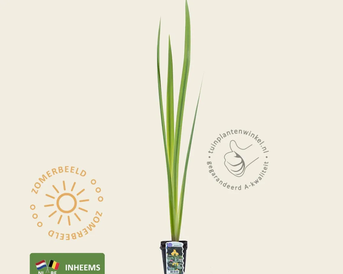 Iris pseudacorus