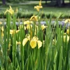 Iris pseudacorus 'Variegata'
