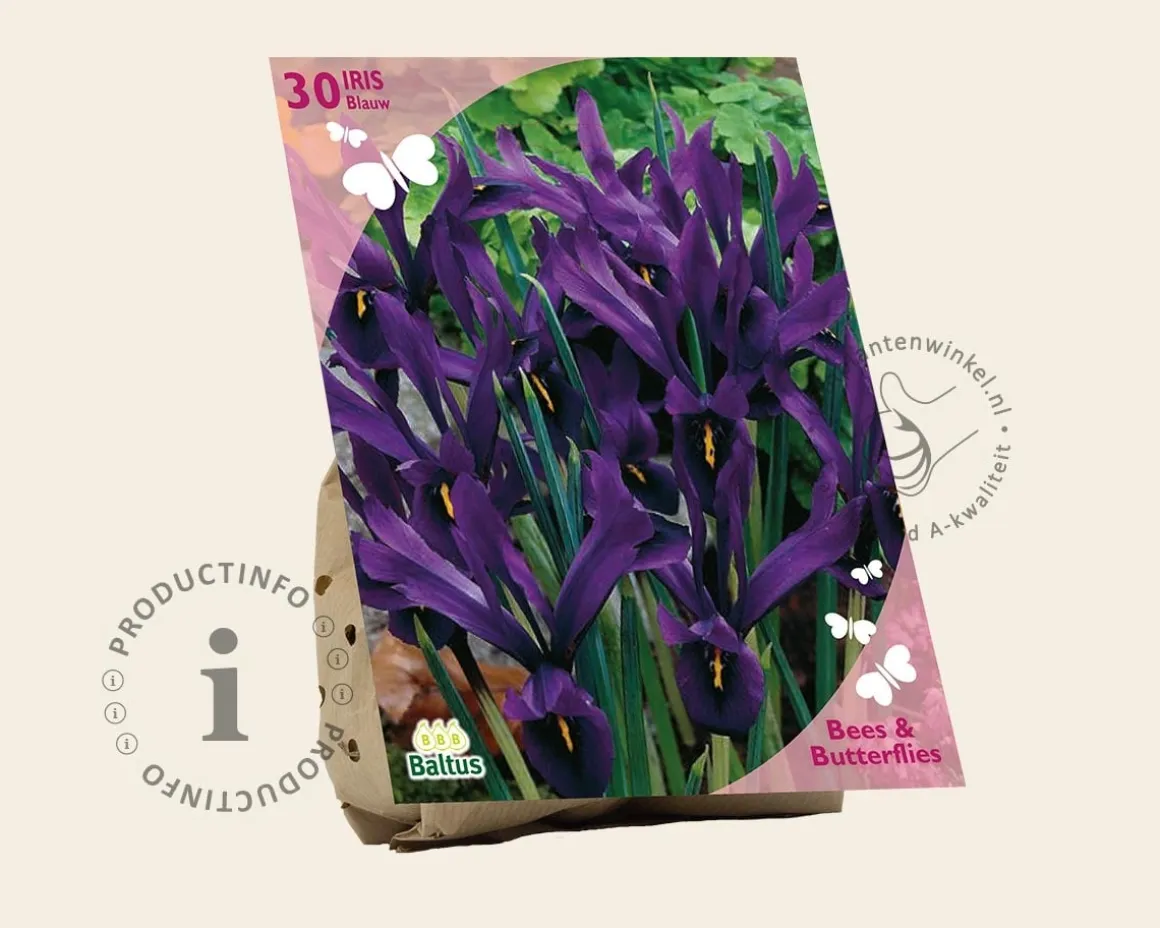 Iris reticulata Blauw