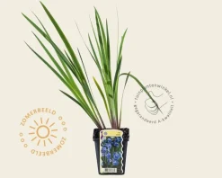 Iris setosa