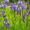 Iris sibirica 'Blue King'