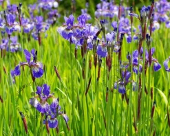 Iris sibirica 'Blue King'