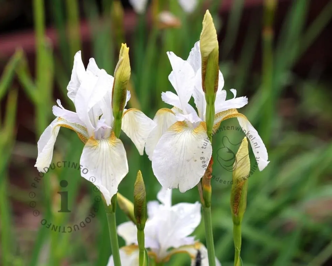 Iris sibirica 'Snow Queen'