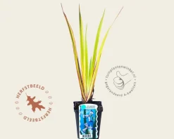 Iris versicolor 'Gerald Darby'
