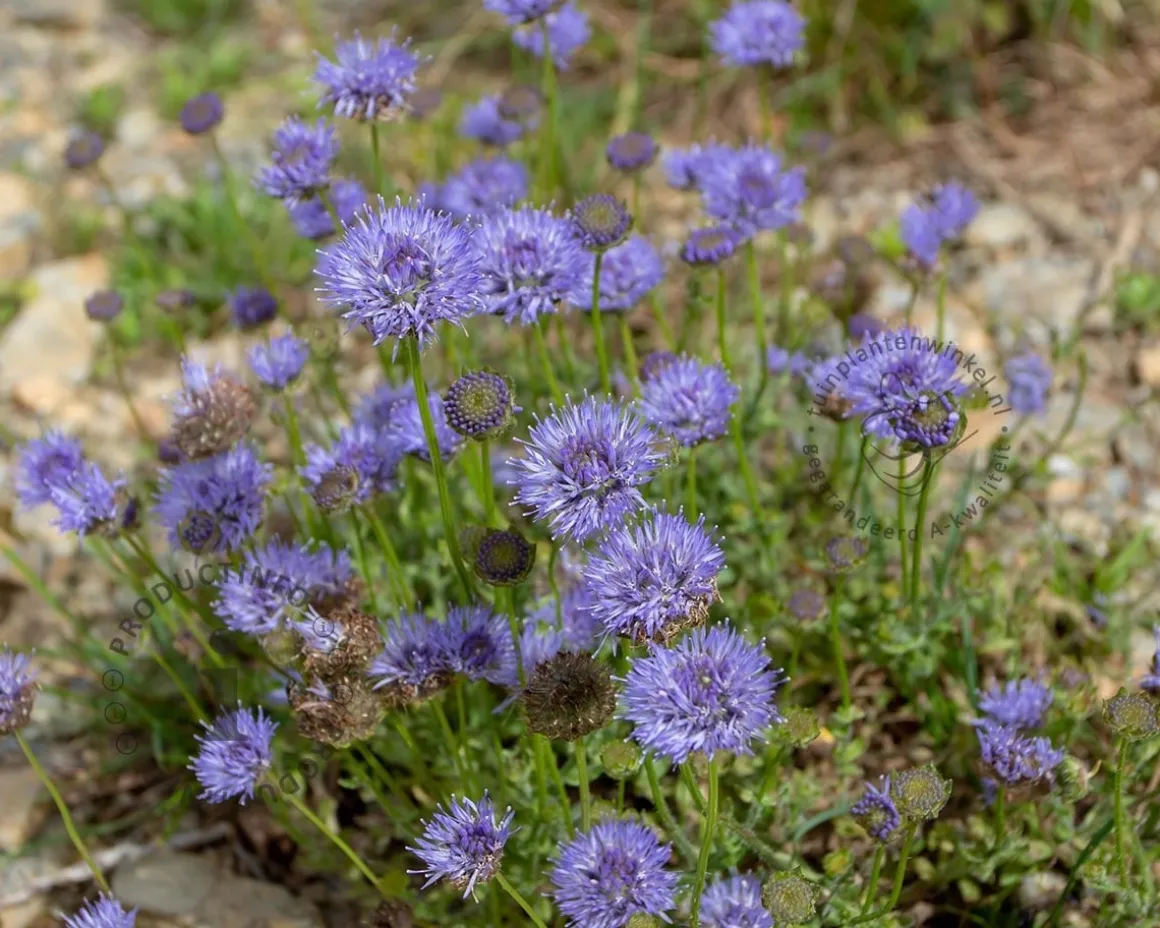 Jasione laevis