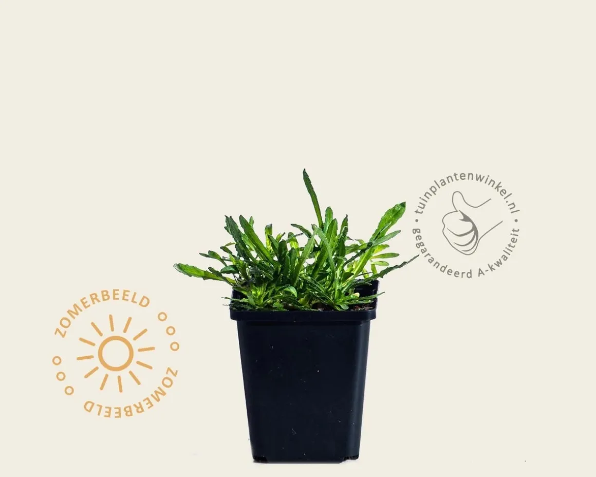 Jasione laevis