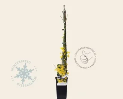 Jasminum nudiflorum
