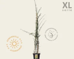 Jasminum nudiflorum - XL