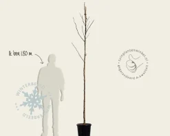 Juglans regia 'Bella Maria' - hoogstam