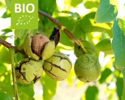 Juglans regia - BIO mini