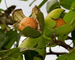 Juglans regia 'Broadview'