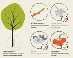 Juglans regia 'Broadview' - hoogstam