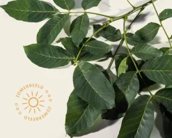 Juglans regia 'Broadview' - hoogstam