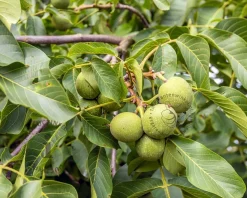 Juglans regia 'Broadview' - hoogstam