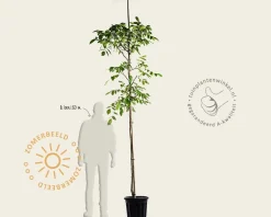 Juglans regia 'Buccaneer' - hoogstam