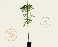 Juglans regia 'Buccaneer' - hoogstam