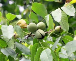 Juglans regia 'Buccaneer' - hoogstam