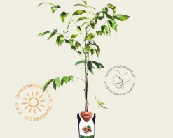 Juglans regia 'Buccaneer' - mini