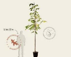 Juglans regia 'Coenen' - hoogstam
