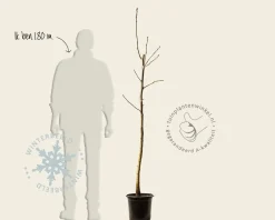 Juglans regia - halfstam