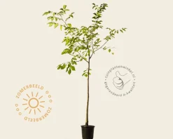 Juglans regia - halfstam