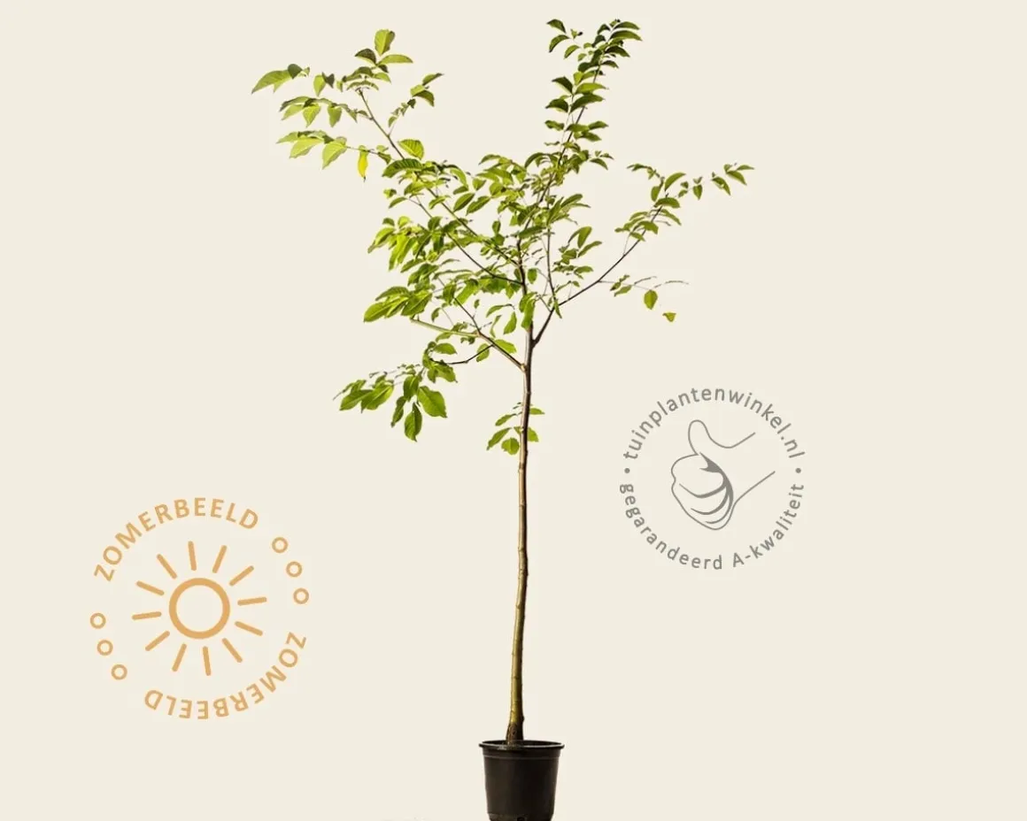 Juglans regia - halfstam