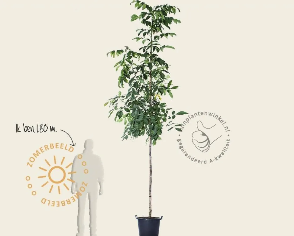 Juglans regia - hoogstam