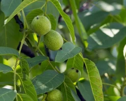 Juglans regia - hoogstam