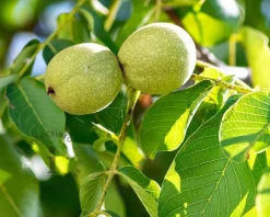 Juglans regia 'Lara'