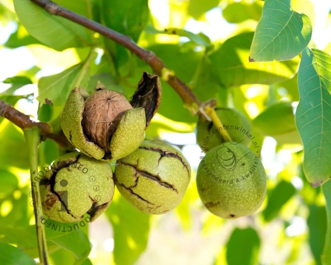 Juglans regia - mini