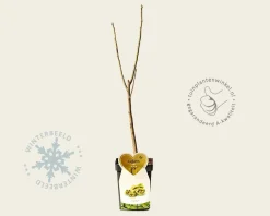 Juglans regia - mini