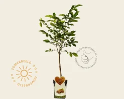 Juglans regia - mini