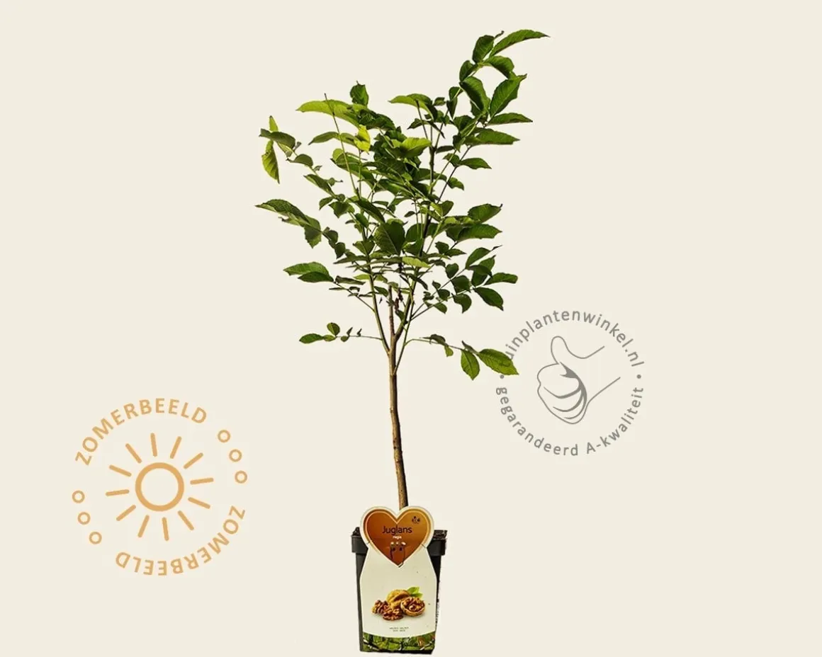 Juglans regia - mini