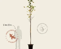 Juglans regia 'Plovdivski' - hoogstam