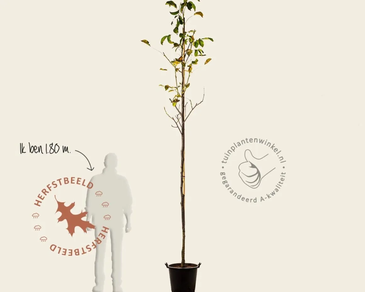 Juglans regia 'Plovdivski' - hoogstam