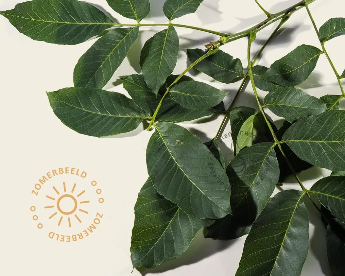 Juglans regia 'Plovdivski' - hoogstam