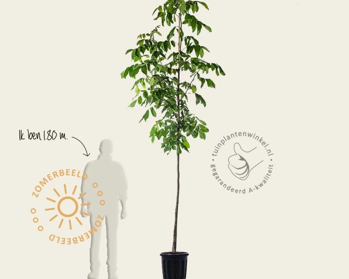 Juglans regia 'Plovdivski' - hoogstam