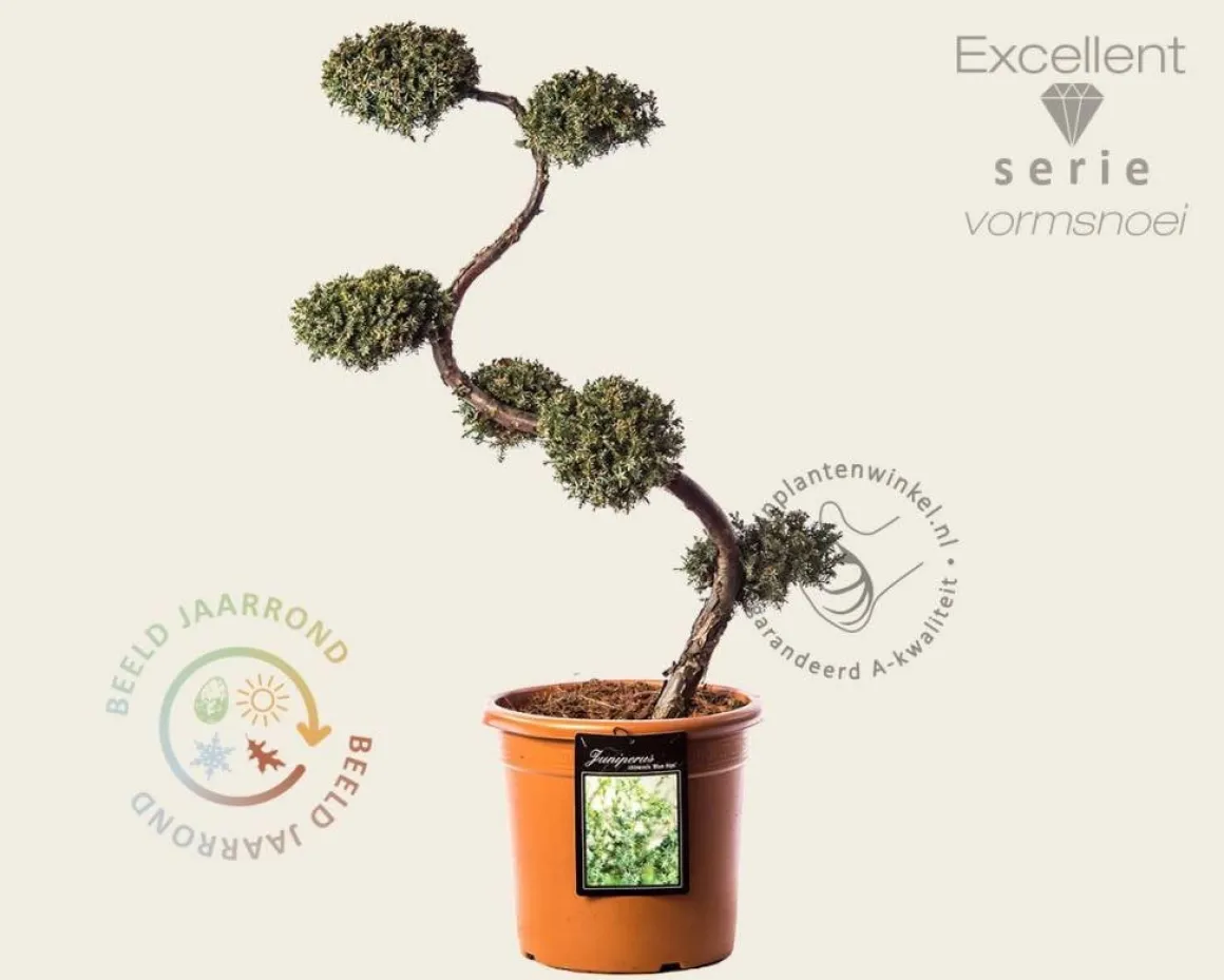Juniperus chinensis 'Blue Alps' - bonsai - Excellent