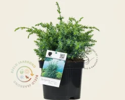 Juniperus chinensis 'Blue Alps'