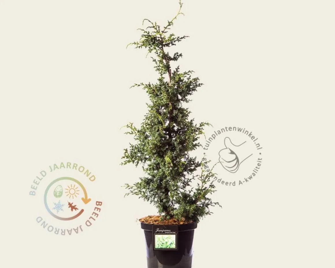 Juniperus chinensis 'Blue Alps'