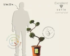 Juniperus chinensis 'Kaizuka' - bonsai - Excellent